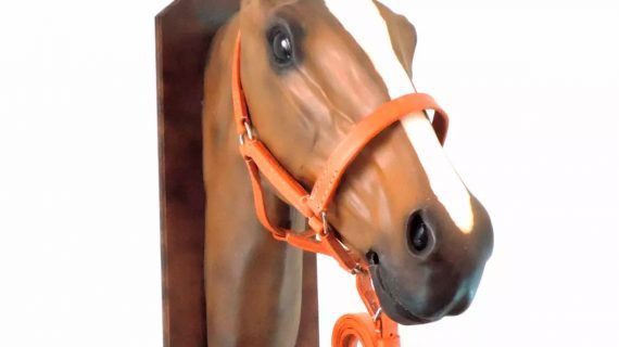 Bozal con cabestro de suela para box