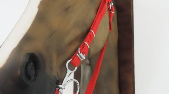 Cabezada y riendas de nylon