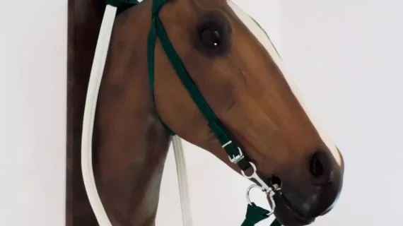 Cabezada y riendas de nylon con goma eva para carrera